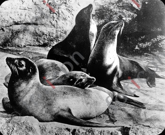 Seelöwen | Sea Lions (simon-meer-363-026.jpg)